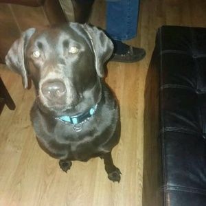 Meet your Posher, Steve